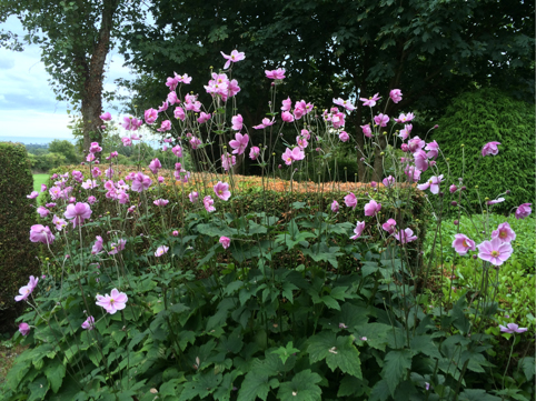 anemones japonica