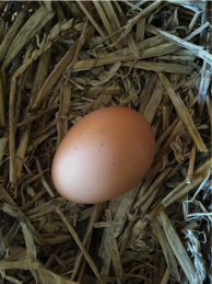 how to boil an egg