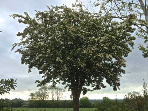 maytree