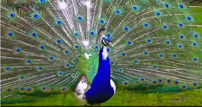 peacock