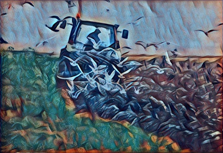 the_field.jpg